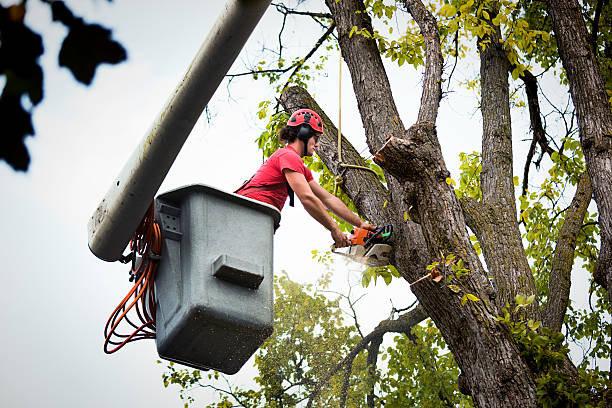 How Our Tree Care Process Works  in  Deer Park, WA